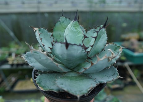 アガベ　チタノタ　 ブラックアンドブルー 　Agave titanota black and blue　No.1