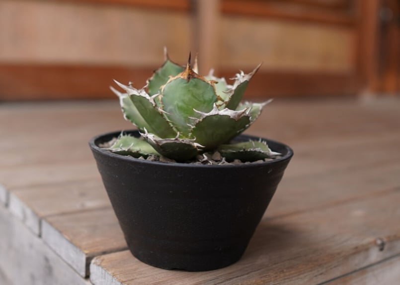 Agave titanota FO-76 A NO.1 | mana's farm:塊根植物・