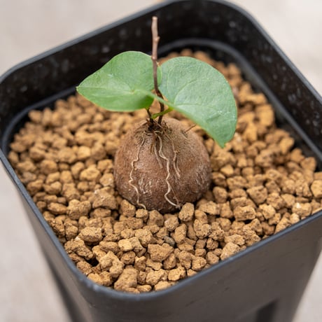 OZWRT Spirit of Dioscorea 亀甲竜 OZWRT Spirit of Dioscorea 亀甲竜