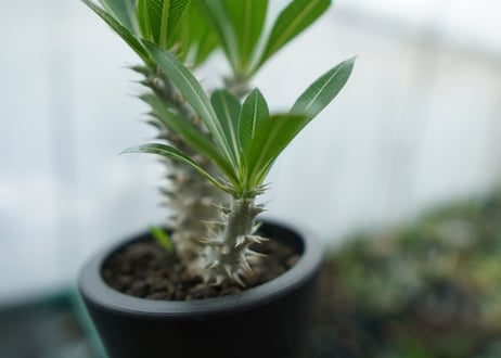 パキポディウム　ホロンベンセ　Pachypodium horombense  No.11