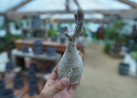 【抜き苗】パキポディウム　グラキリス　 Pachypodium Gracilius  No.8