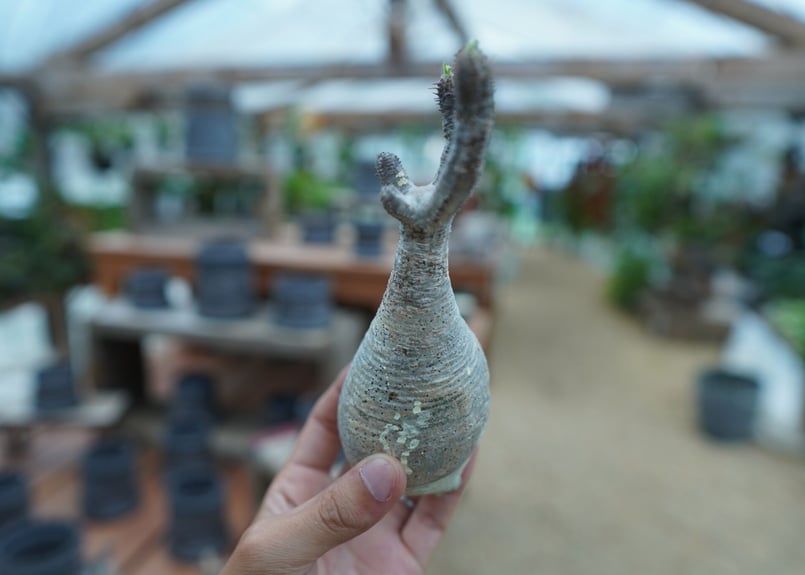 抜き苗】パキポディウム グラキリス Pachypodium Gracilius No.8