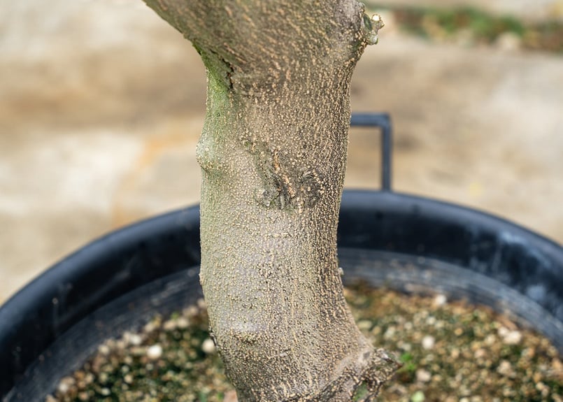 motto kuma ヘキサ　ダークオリーブ　dark olive FROM SCRATCH motto_kuma HEXA dark olive