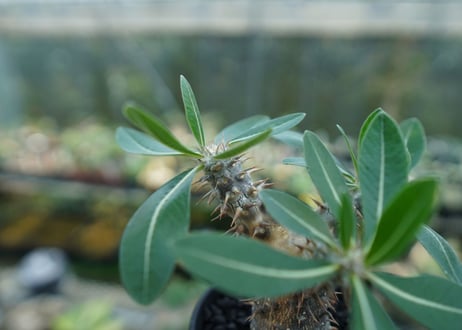 パキポディウム　伊藤ハイブリッド　Pachypodium 'Itoh Hybrid'