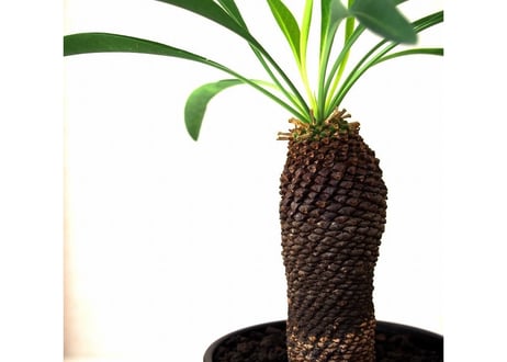 Euphorbia bupleurifolia 鉄甲丸