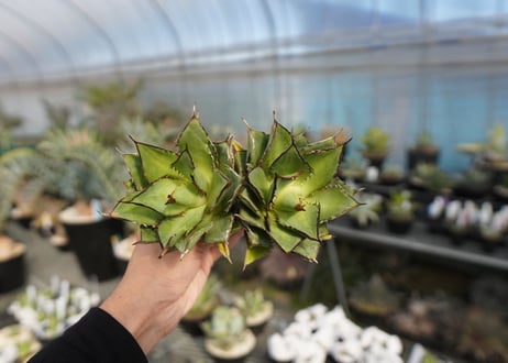 agave titanota 剣竜　No.4