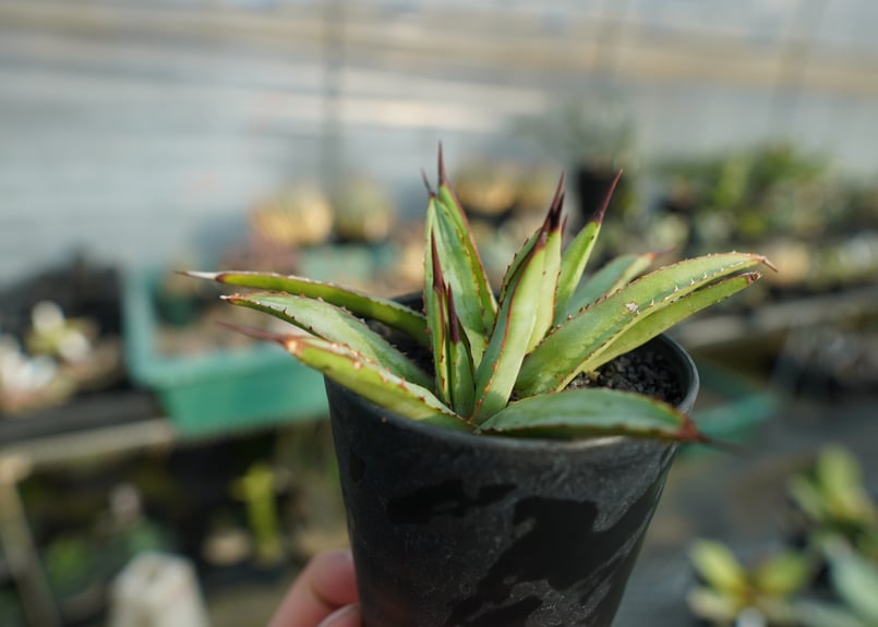 リトルシャーク10号 平鉢 アガベ』【リトルシャーク】 : 【My Favorite