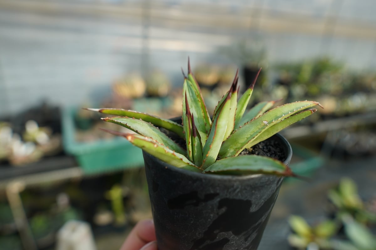 アガベ リトルシャーク Agave Little Shark | mana's farm:塊根