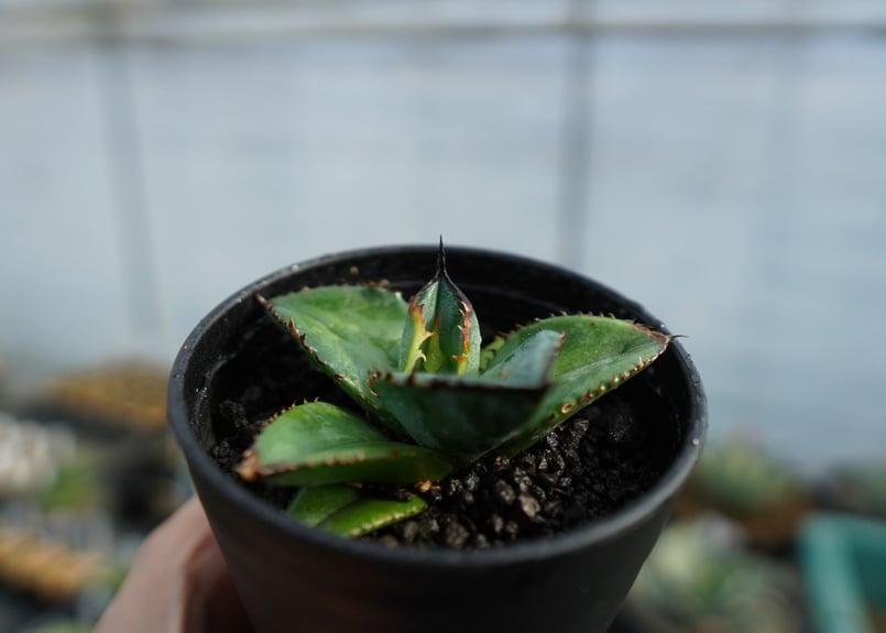 特選株】アガベ チタノタ ブルー agave titanota Blue No.1 | m