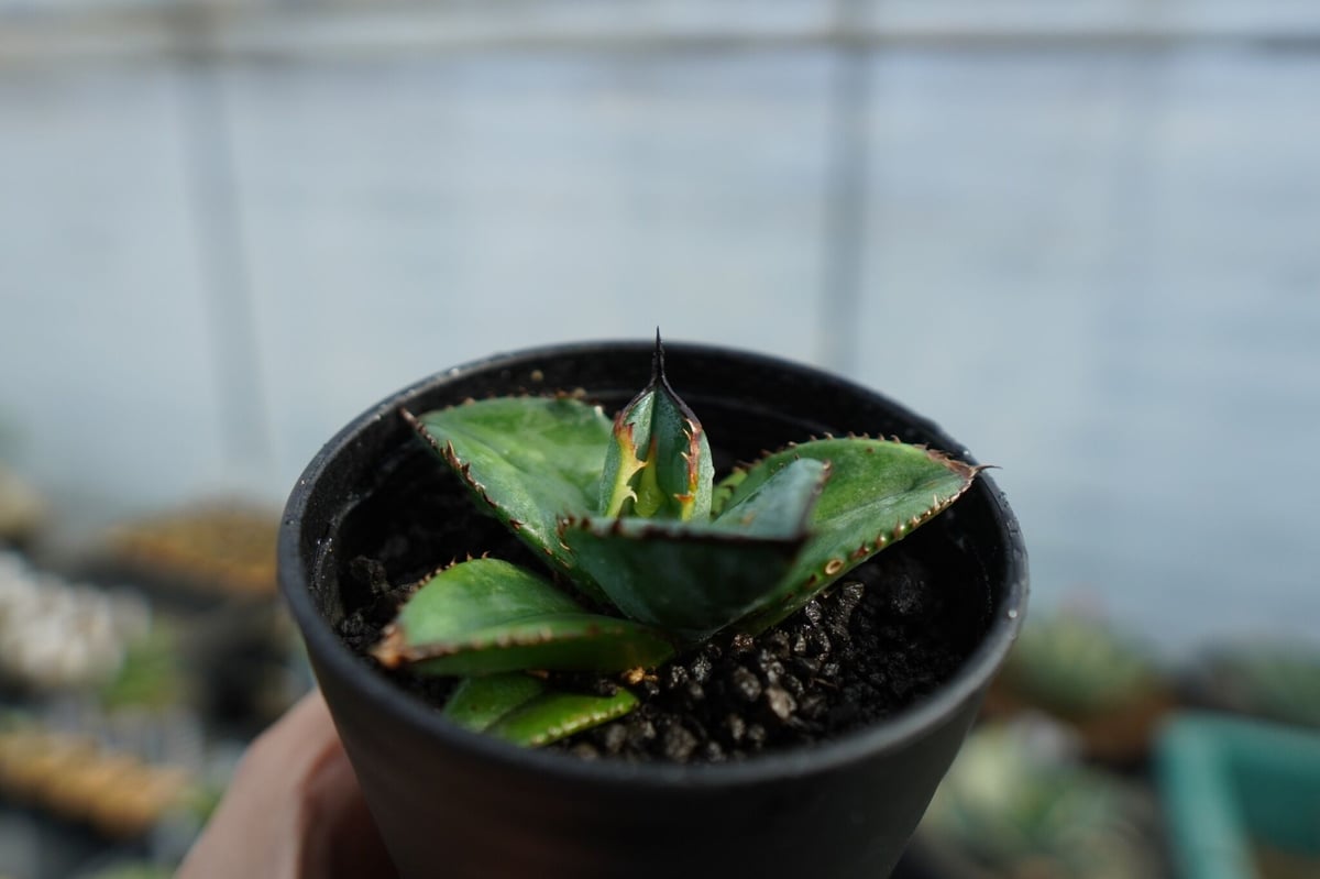 特選株】アガベ チタノタ ブルー agave titanota Blue No.1 | m