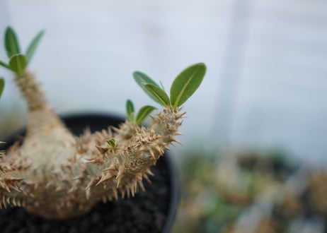 パキポディウム　デンシフローラム　Pachypodium densiflorum　No.2