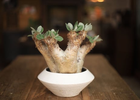 パキポディウム　デンシフローラム　Pachypodium densiflorum