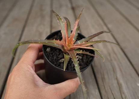 ディッキア　アンダマン　Dyckia andaman