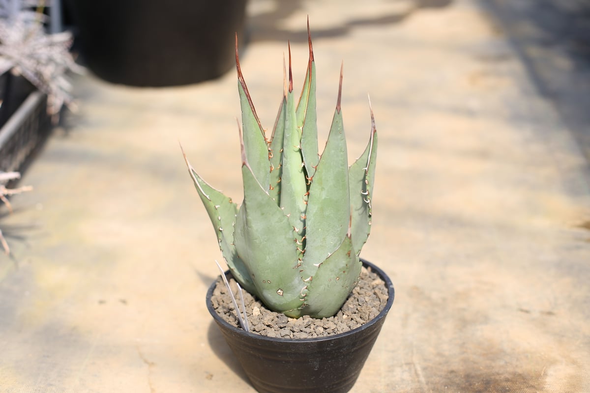 希少　旧来シャウィー　シャウィー　アガベ 植トレ🌵🇯🇵 | カリフォルニア産シャウィー！！ 旧来とはまた