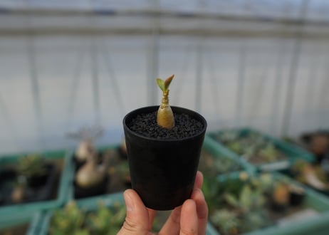 アデニウム　Adenium  No.2