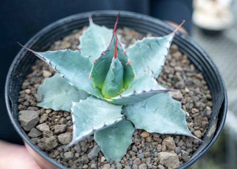 アガベ　パラサナ 大株】アガベ・パラサナ グローブ - HANS 多肉植物とサボテンの専門店