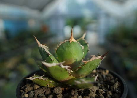 アガベ　チタノタ　FO-76　agave titanota  FO-76  No.9