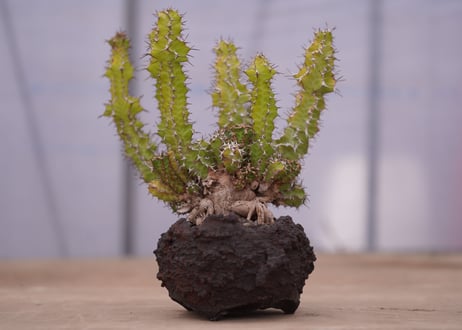 ユーフォルビア ノベリー　Euphorbia knobelii