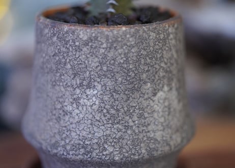 Euphorbia Canariensis