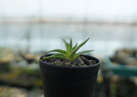 ディッキア　ムーングロー　Dyckia brevifolia  Moon Glow　No.1
