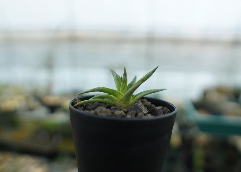 ディッキア ムーングロー Dyckia brevifolia Moon Glow No.1
