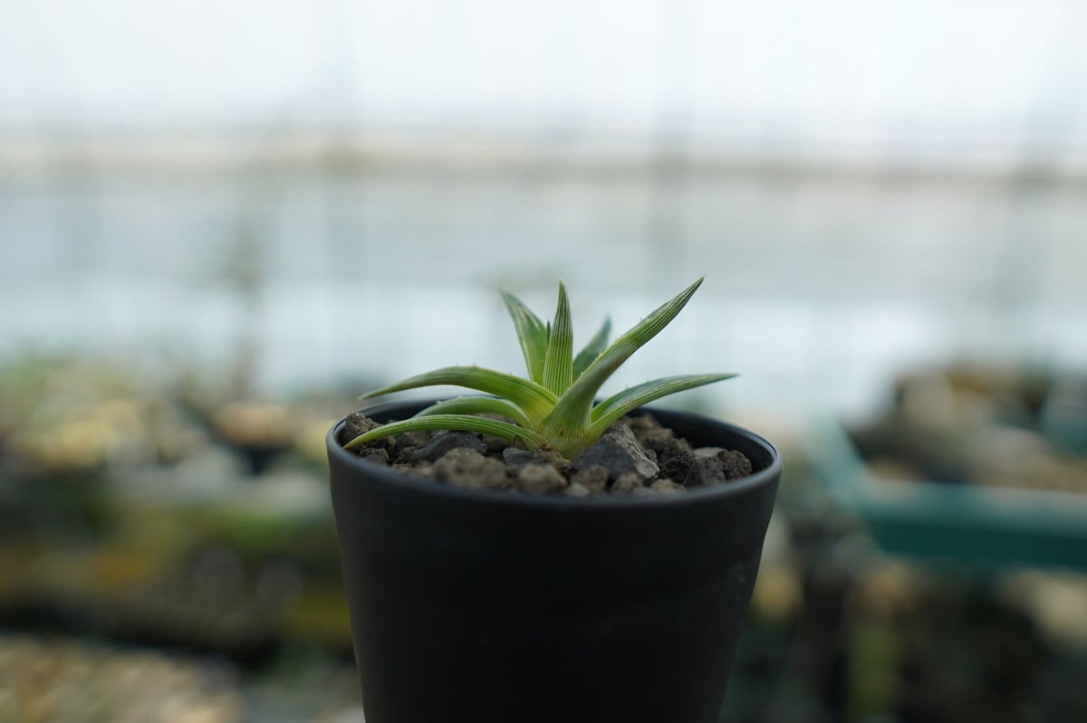 ディッキア ムーングロー Dyckia brevifolia Moon Glow No.1