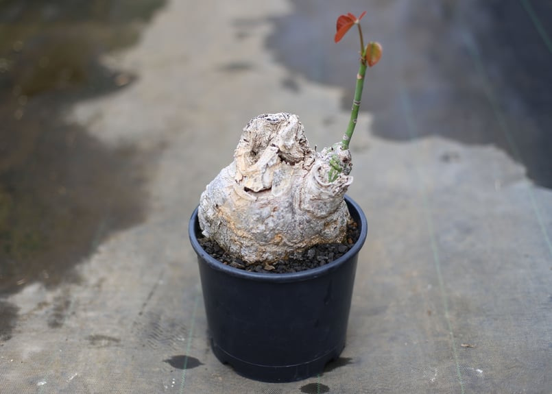 プセウドボンバックス　エリプティクム　ボンバックス isla del pescado - Pseudobombax ellipticum-プセウドボン