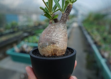 【発根管理中】パキポディウム　グラキリス　 Pachypodium Gracilius  No.6