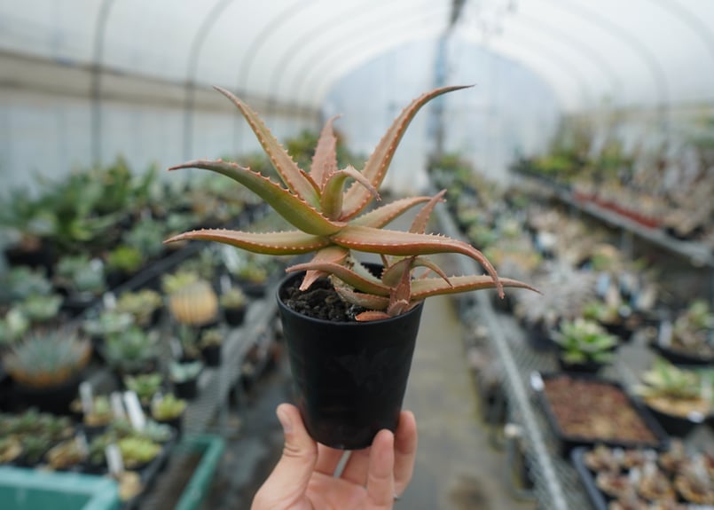 アロエ SP Aloe SP | mana's farm:塊根植物・アガベ・ドライガーデン