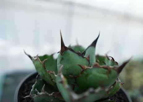 アガベ　チタノタ　 ブラックアンドブルー 　Agave titanota black and blue　NO.6