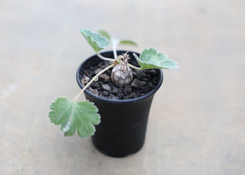 ペラルゴニウム ロバツム検索（塊根植物パキポディウム グラキリス アガベ ） isla del pescado - Pelargonium lobatum-ペラルゴニウム・ロバツム
