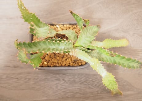 ユーフォルビア　ステラータ　Euphorbia stellata no.４
