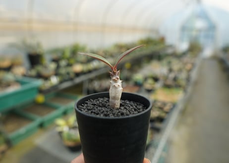 パキポディウム　バロニー　Pachypodium baronii  No.3