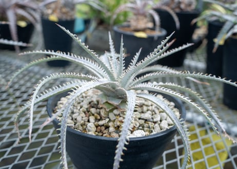 CATEGORY ディッキア | mana's farm:塊根植物・アガベ・ドライ