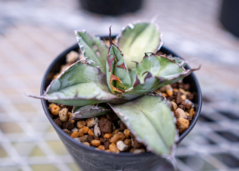 アガベ チタノタ ブラック＆ブルー | mana's farm:塊根植物