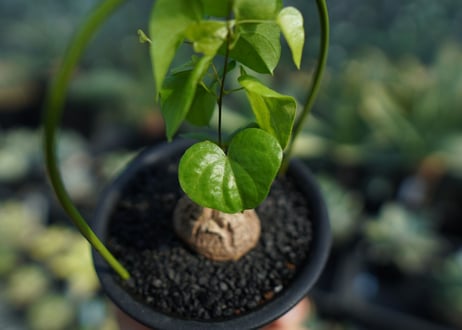 亀甲竜　Dioscorea elephantipes No.4
