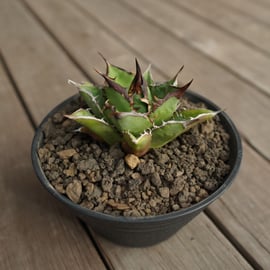 マナズグリーン】人気の塊根・アガベを多数アップしました！ | mana's