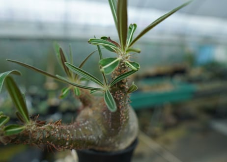 パキポディウム　グラキリス　Pachypodium gracilius　No.2
