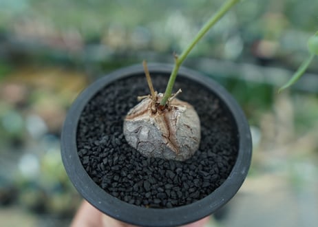 ディオスコレア　シルバティカ　Dioscorea sylvatica No.1