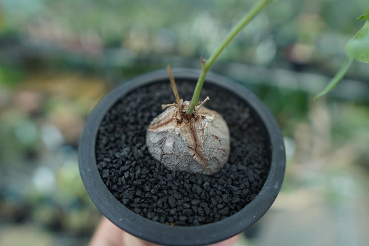 ディオスコレア　シルバティカ　Dioscorea sylvatica No.1