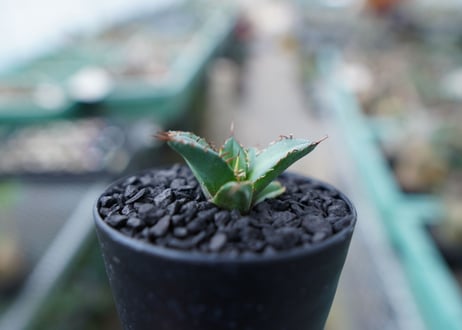 アガベ　チタノタ　FO-76　Agave titanota  FO-76　No.30