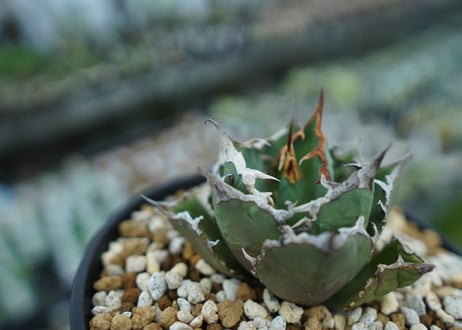 アガベ　チタノタ　FO-76　agave titanota  FO-76　No.26