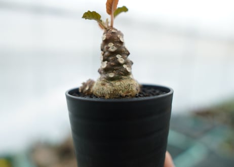 ドルステニア フォエチダ Dorstenia foetida　No.3