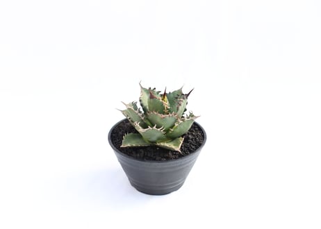 Agave titanota FO-76 compacta  no.８