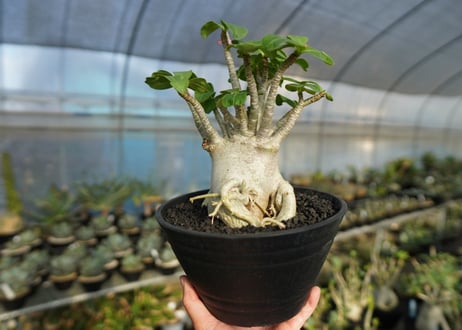 アデニウム　Adenium　No.2