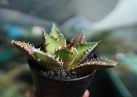 アガベ　チタノタ　レッドキャットウィーズル　Agave titanota Red catweezle　No.9