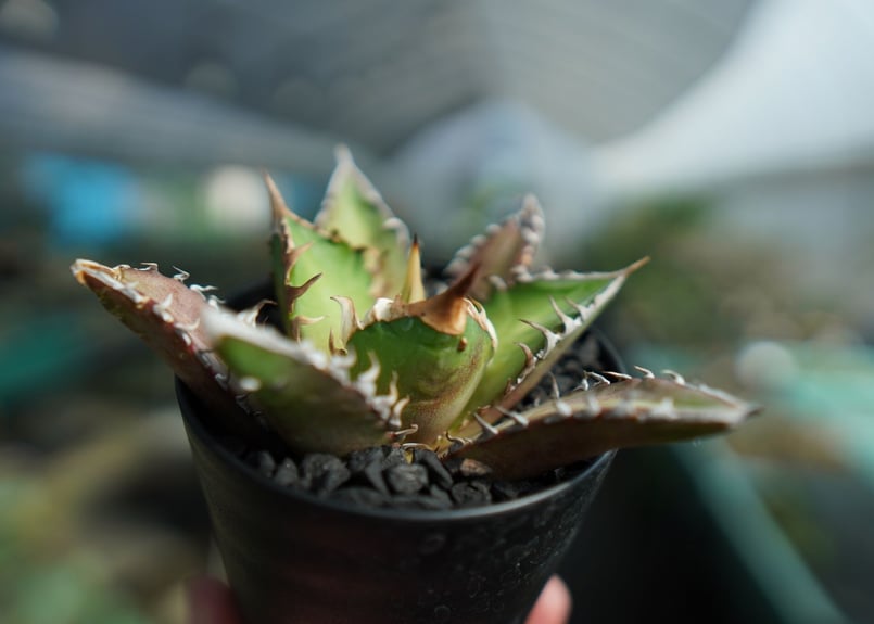 アガベ チタノタ レッドキャットウィーズル Agave titanota Red catwee