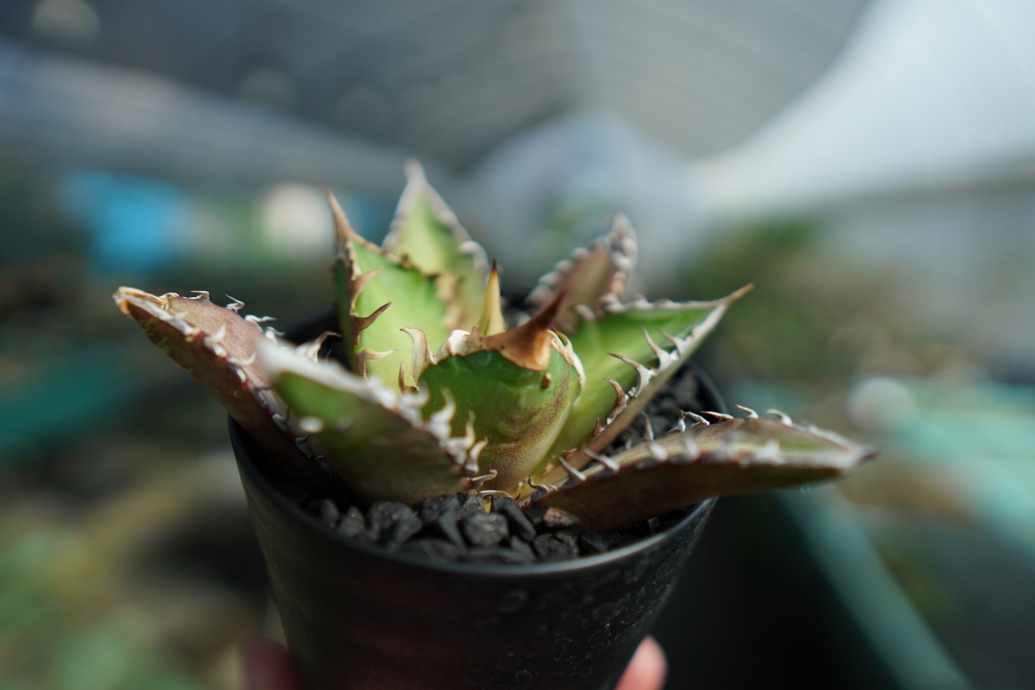 アガベ チタノタ レッドキャットウィーズル Agave titanota Red catwee