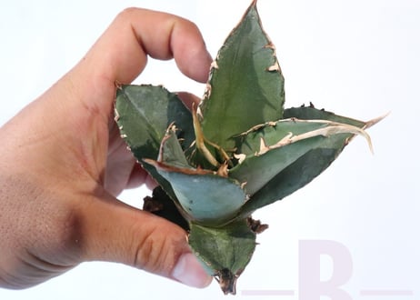 Agave titanota FO-76 compacta dwarf