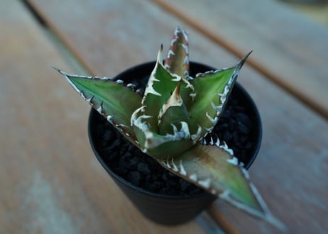 アガベ　チタノタ　レッドキャットウィーズル　Agave titanota Red catweezle　No.5
